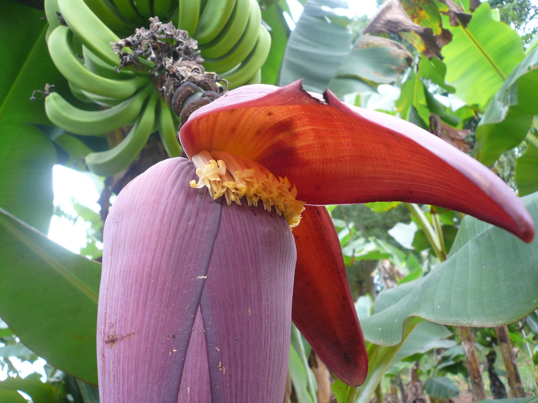 MUSA