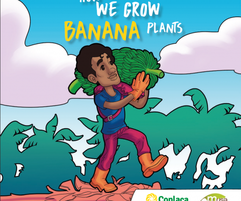 How we grow Banana