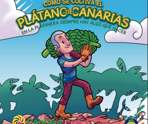 Cómo se cultiva el Plátano de Canarias